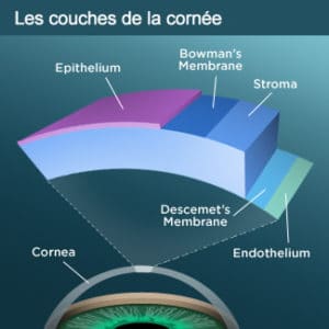 Les couches de la cornée PKR